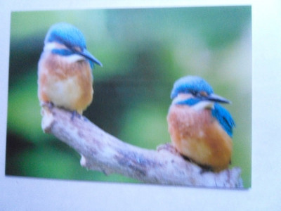 3 D Wackel Karte AK Kingfisher Eisvogel 2000 bird animals