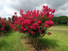 Live Crape Myrtle Plant – Lagerstroemia – Flowering Ornamental Tree