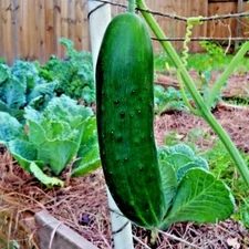 41+BEIT ALPHA CUCUMBER Seeds Organic Greenhouse Vegetable Garden Patio Container