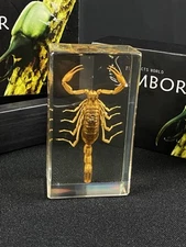 High Definition Amber Scorpion From An Insect World Ambor