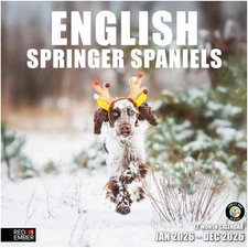 English Springer Spaniels 2026 Wall Calendar 12 Month | 12" x 24" Open | Thic...