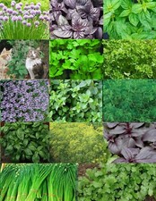 Herb Seed Collection- 14 Pack - 3000 + Seeds - Heirloom