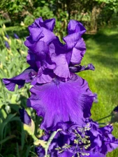 Blueberry Bliss - Set of 3 rhizomes - German Tall Bearded Iris - 40" tall!