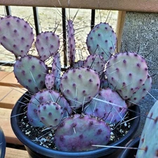 10 Purple Cactus Seeds (Opuntia Santa Rita) Prickly Pear Fruit Rare Fast Hardy-7