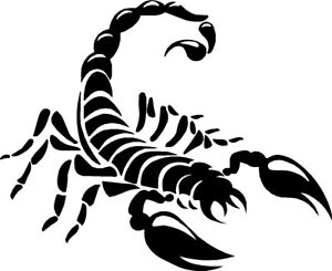 tribal tattoo scorpion