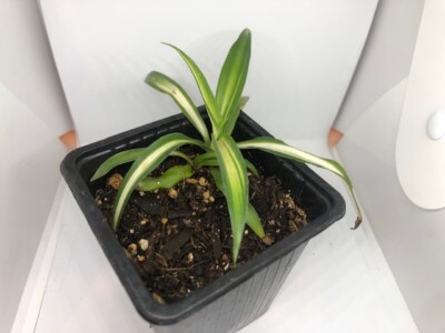 Well Rooted Spider Plants (Chlorophytum Comosum) For Your Terrariums Or Potted