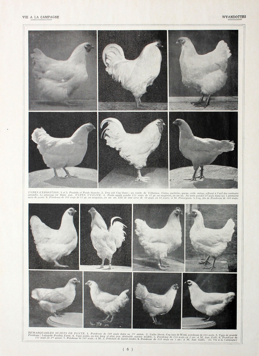 Poules Wyandottes/ Leghorns et Wyandottes. Fronte/retro. Immagine 1927