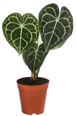 Herzblattblume Anthurium clarinervium Zimmerpflanze 15 cm Ø Topf 12 cm, Dehner