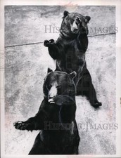 1965 Press Photo Grizzly Bears Sit Up in Cleveland Zoo & Beg for Peanuts