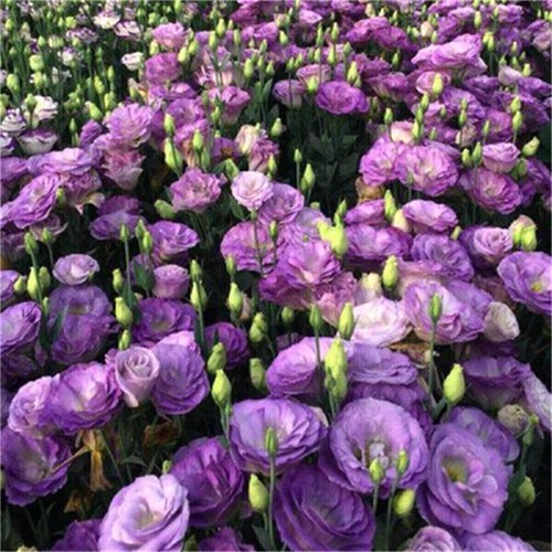 300 Stück Eustoma Grandiflorum Samen Outdoor Blumensamen Garten Hof DekoSeeds - Afbeelding 18 van 24