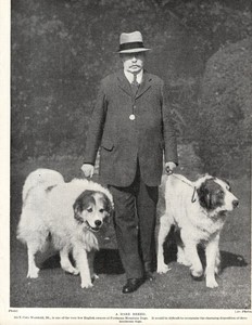 1930s Antique Great Pyrenees Print Sir T Cato Worsfold & His Dogs 6606f
