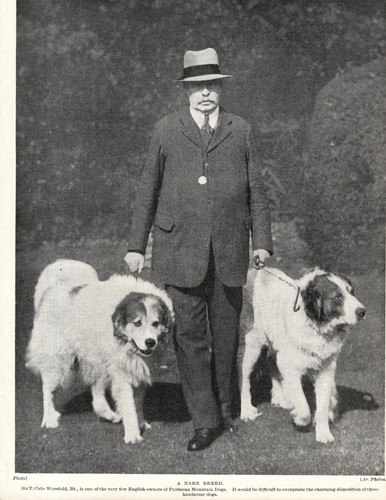 1930s Antique Great Pyrenees Print Sir T Cato Worsfold & His Dogs 6606f