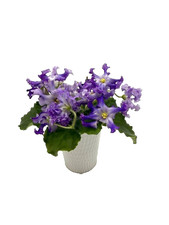 African Violet Plant - RM Lunnoe Siyanie (Moonlight) - Std