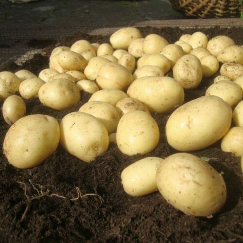 Seed Potatoes 70+ Varieties - Scottish Basic Seed Potatoes X20 Tubers for Plants - Picture 9 of 64