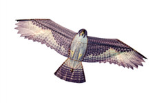 Aquilone per bambini uccelli cm 122 aquiloni  dissuasore  spaventapasseri