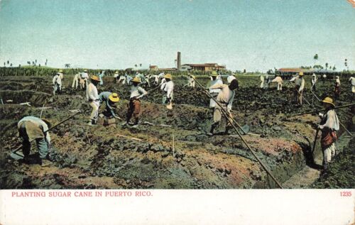PUERTO RICO~FIELD WORKERS PLANTING SUGAR CANE~1900s POSTCARD - Picture 1 of 2