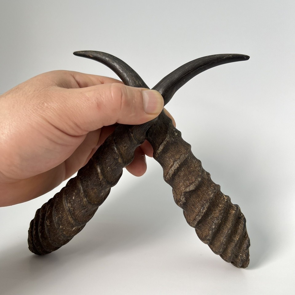 Animal Devil's Horns Gazelle Real Original Taxidermy Creatures Home