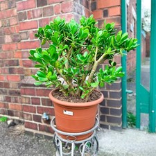  55cm Large Mature Money Jade Plant Old Crassula Ovata Succulent Indoor 30cm Pot