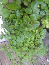 Swedish Ivy Cuttings (5)  Esquejes De Millonaria o Planta Del Dinero