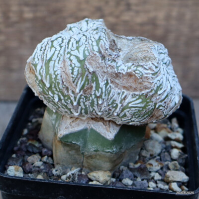 A4878 ASTROPHYTUM SUPERKABUTO ''V'' TYPE GRAFT pot9-H8-W8 cm MaMa Cactus