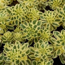 Sedum Atlantis Plug Plants Drought Tolerant Alpine Hardy Rockery Bed,
