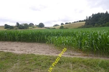 Photo 6x4 Fodder maize Bedstone Under Hopton Woods. c2016