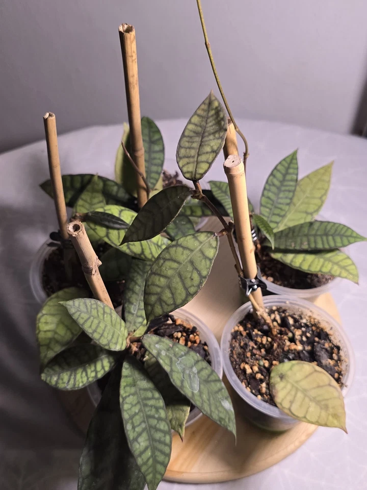 Hoya Callistophylla - Image 3 of 4