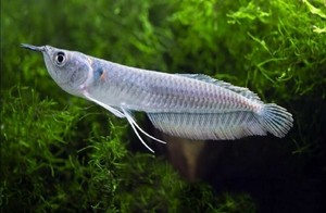 arowana tropical fish