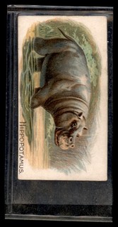 HIPPOPOTAMUS 1890 N21 Allen & Ginter Quadrupeds