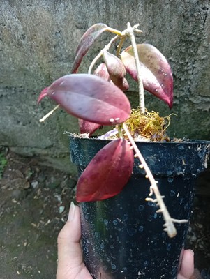 Real Picture Hoya Minahassae Red Leaves Sp Sulawesi
