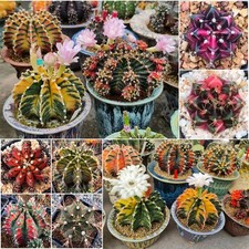 Gymnocalycium Mihanovichii Cactus VARIETY Mix 200,400 FreshSeeds.