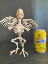 MARGARITAVILLE 9" DEAD PARROT HEAD BIRD SKELETON BONES PROP HALLOWEEN DECORATION