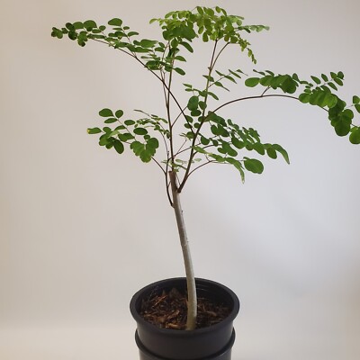 2-3ft Grown Moringa Oleifera Potted Tree 6 Months Old Nutritious