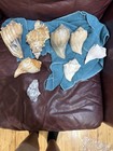 Mixed Lot Assorted Seashells Collection: Conch, Murex & Scallop Shells — photo 2