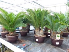 Cycas Revoluta mehrstämmig Bonsai 65 - 80 cm Palmfarn Sagopalme Palme