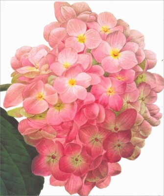 Notes & Queries Pink Hydrangea Blank Note Card