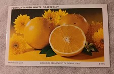 Vintage Postcard Florida Marsh White Grapefruit Unposted Printed USA 3-34-C