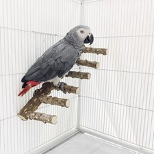 Parrots climb stairs, gnaw on toys, wild Sichuan pepper wood amusement park