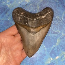 MEGALODON SHARK TOOTH 4.93 HUGE TEETH MEG SCUBA DIVER DIRECT FOSSIL NC 0107