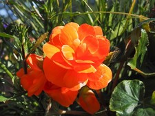 Begonia Nonstop Mocca Deep Orange F1 Seeds – 10 Seeds – Pelleted – JustSeed