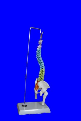 NEU Professionelles Modell der menschlichen Wirbelsäule in Mini-Größe, medizinisch, anatomisch UK