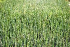 ALFALFA SPROUTS,HEIRLOOM NON-GMO, 1000 ALFALFA SPROUT SEEDS