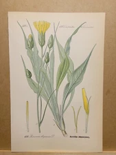 1886 ANTIQUE LITHOGRAPH ILLUSTRATION BOTANY FLOWER FLORA NATURE DECOR PICTURE...