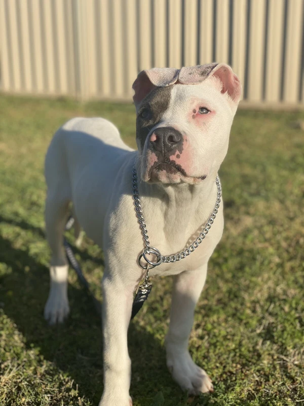 Stunning Purebred American Staffy Pups For Sale Puppy Passport Included Purebred Blue Brown A In 2020 Staffordshire Bull Terrier Puppies Staffy Dog Bull Terrier Puppy