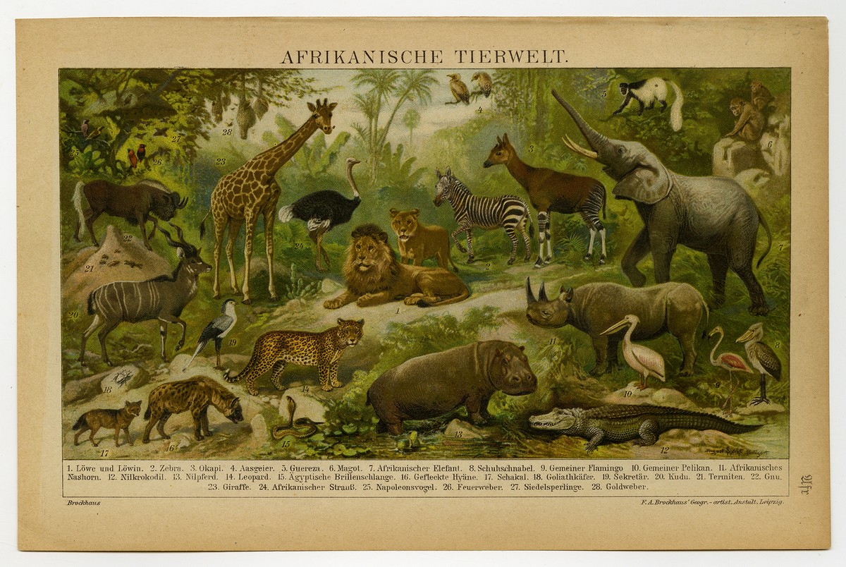 洋書 CLASSIC NATURAL HISTORY PRINTS MAMMALS 洋書 CLASSIC NATURAL HISTORY PRINTS MAMMALS 洋書 CLASSIC