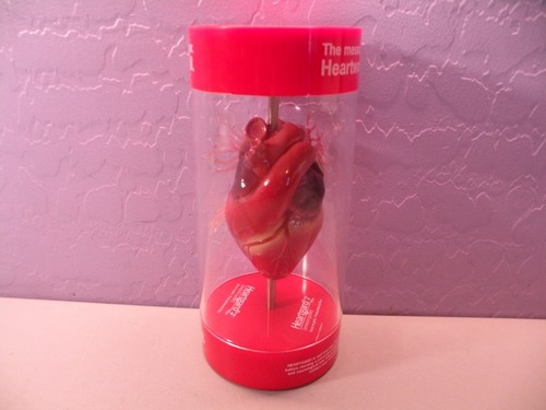 Anatomical Canine / Dog Heart model Veterinary Display A - Picture 3 of 7