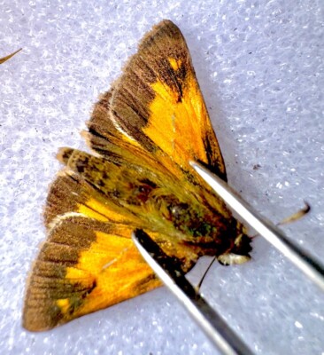 RARE AARONS SKIPPER BUTTERFLY - Poanes aaroni #13