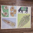 Parasitology Animals  vintage original poster Zoology