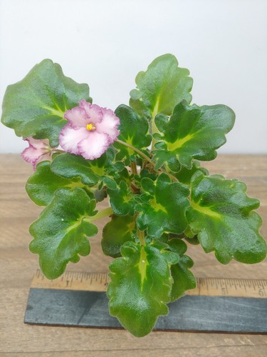 African Violet Plant -- BR-Kupez ~ mini girl ~ blooming