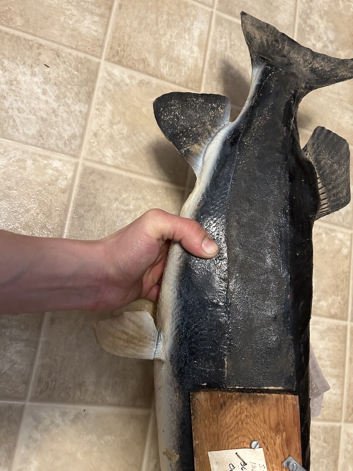 Muskie taxidermy mounts eBay